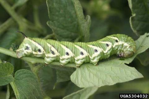 For Every Vegetable There Is A Bug | Grumpa Joe's Place