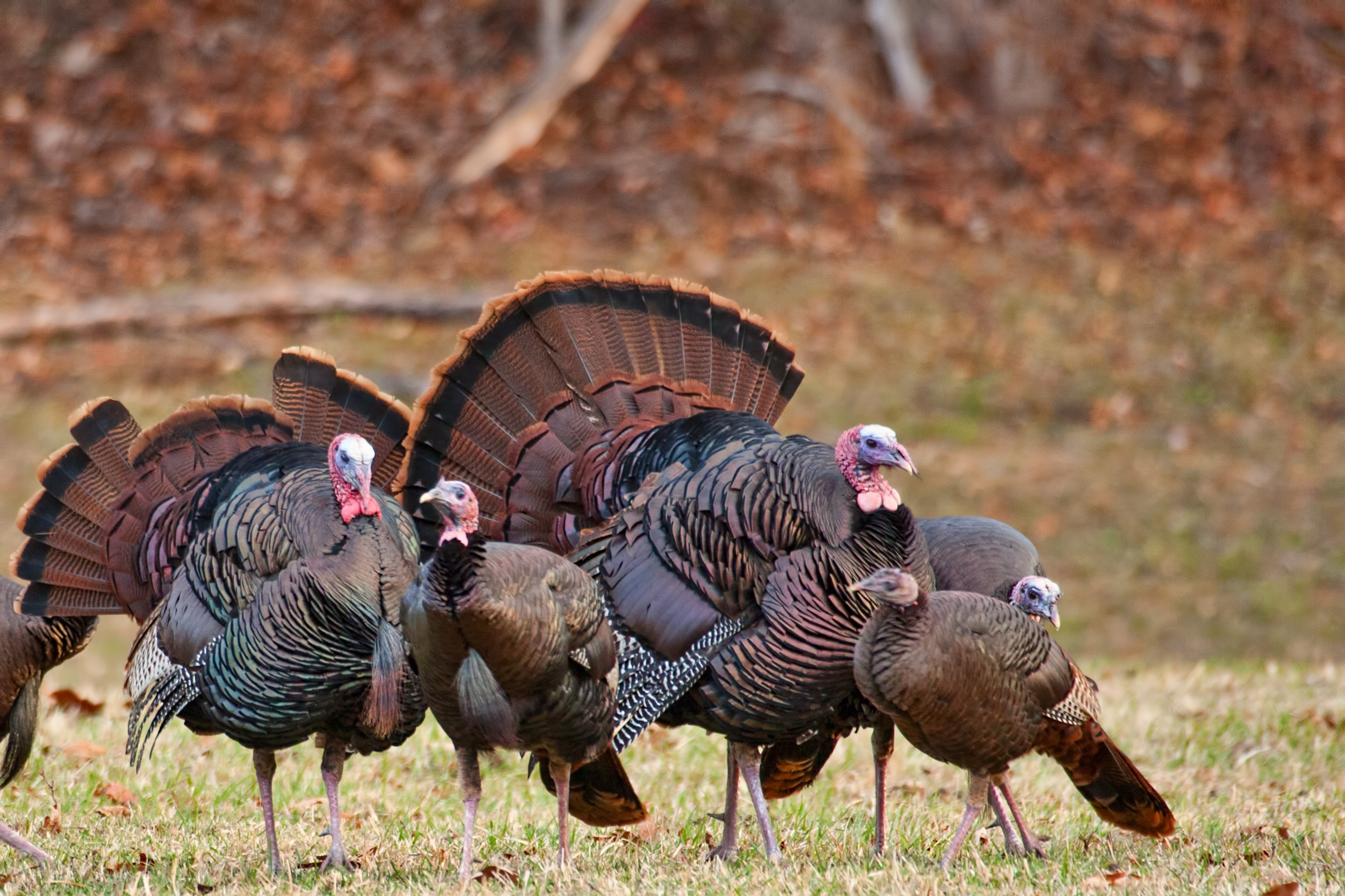 Being Thankful | Grumpa Joe's Place